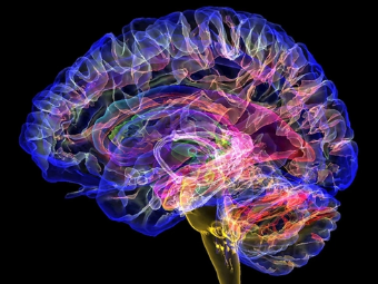 日麻皮小说大脑植入物有助于严重头部损伤恢复
